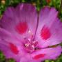 Fair Well to Spring (Clarkia amoena): These natives were numerous in sunny spots throughout the hiking trails.